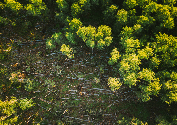 Aerial view of deforestation