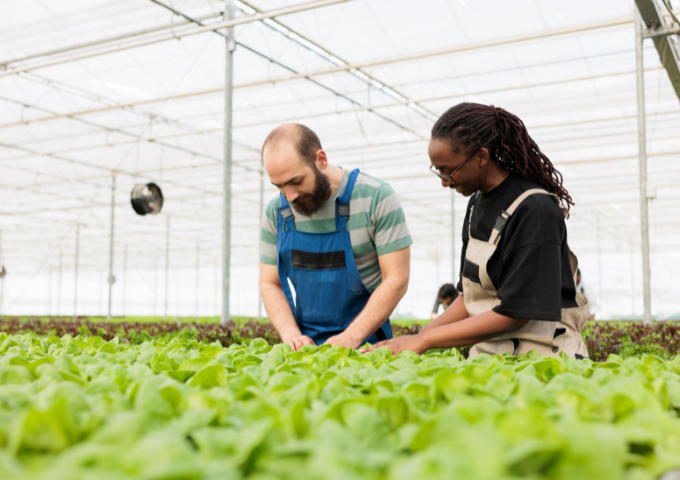 A man and a woman stand over green plants in a greenhouse