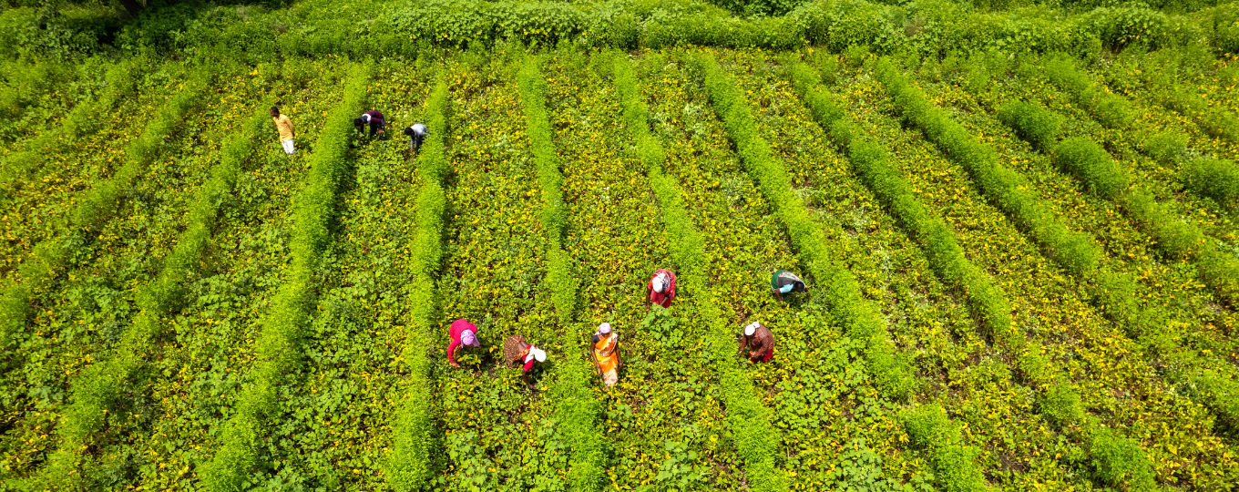 Aerial shot of fruit pickers in a field.